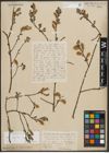 Foto von Salix aurita L.